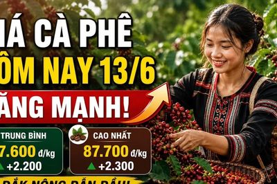 Giá cà phê hôm nay 13/6: Tăng sốc hơn 2.000 đồng/kg