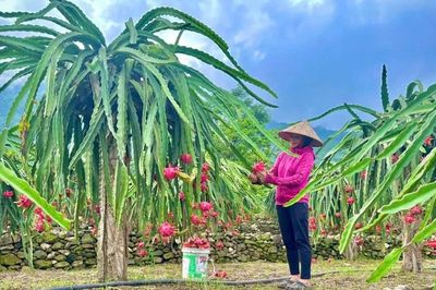 Lễ hội 'Hoa trái bốn mùa - Trải nghiệm và kết nối' năm 2026 phường Trung Tâm sẽ diễn ra ngày 21/6/2026