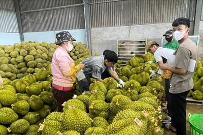 Giữ vững thị trường sầu riêng từ quản lý mã số