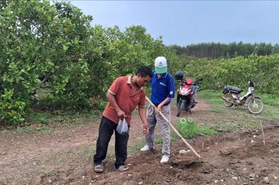 Giống mì mới, mở sinh kế cho đồng bào ở Tân Lập