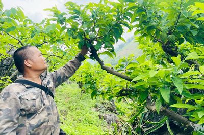 Phát triển sản phẩm nông nghiệp chủ lực ở Võ Nhai