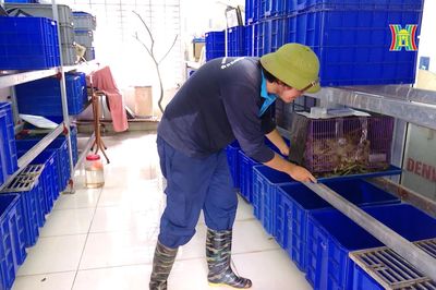 Vi phạm trong lĩnh vực thú y có thể bị phạt