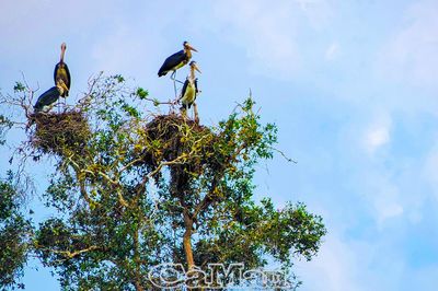 Hệ sinh thái đặc hữu quý giá của đồng bằng sông Cửu Long