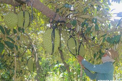 Lâm Đồng báo động tình trạng mua bán, cho mượn mã số vùng trồng để xuất khẩu sầu riêng
