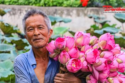 Sen Hà Nội vào mùa, nghề ướp trà truyền thống vào vụ