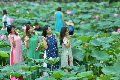 Sen Hồ Tây làm đắm say du khách