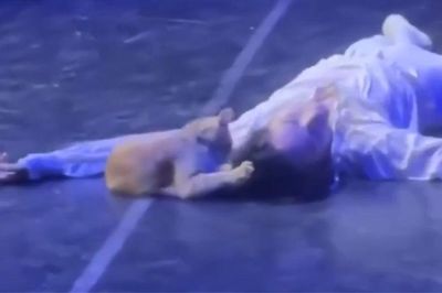 Hy hữu Romeo và Juliet, từ bi kịch thành … hài kịch