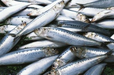Loại cá là 'quả bom dinh dưỡng' thường bị bỏ quên