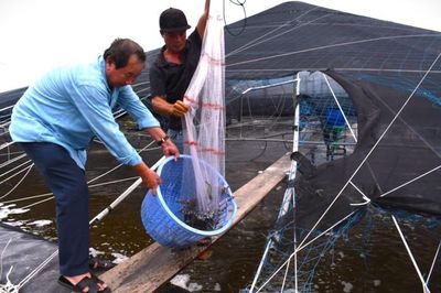 'Con tôm công nghệ' ở Long Điền