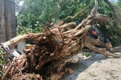 Cây bồ đề hơn 30 năm ở TPHCM bất ngờ đè lên xe tải đang chạy