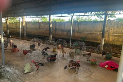 Bắt quả tang 31 người tham gia đá gà ăn tiền tại trường gà Gia Lai