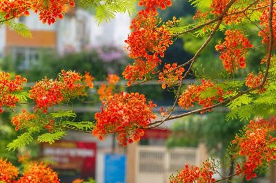 Mỗi mùa phượng nở