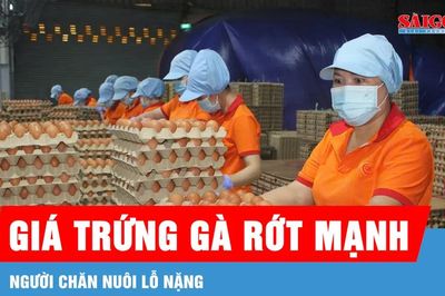 Giá trứng gà rớt mạnh, người chăn nuôi lỗ nặng