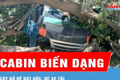 Cây bồ đề bật gốc, đè cabin xe tải
