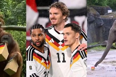 Voi và đười ươi 'tiên tri' trái ngược trận Đức – Curacao ngày 15/6