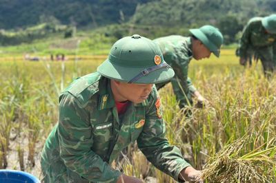 Thắm tình quân dân mùa gặt vùng biên