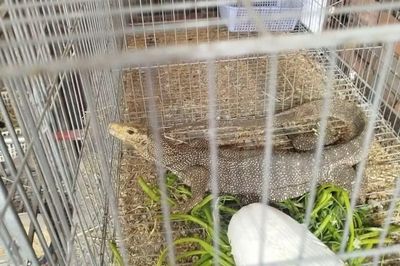 Tưởng thú hoang bắt gà, ai ngờ là kỳ đà vân cực kỳ quý hiếm