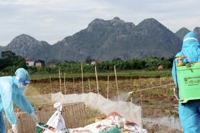 Tiêu hủy hơn 1.000 con vịt nhiễm cúm gia cầm tại Ninh Bình