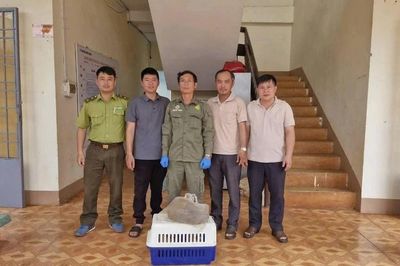 'Báu vật Sách Đỏ' nặng 4kg xuất hiện trong vườn nhà dân ở Đồng Nai
