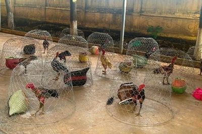 Đột kích sới đá gà quy mô lớn, bắt quả tang 31 đối tượng đang say sưa cá cược