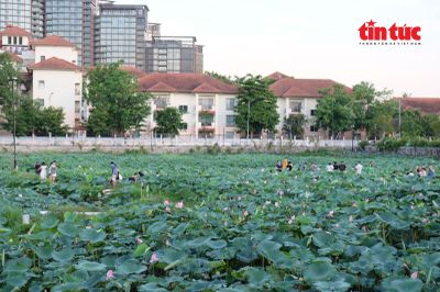 Hà Nội mùa sen tháng Sáu thơm ngát Tây Hồ