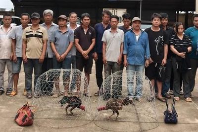 Đột kích sới gà, bắt quả tang 31 người chơi đá gà ăn tiền