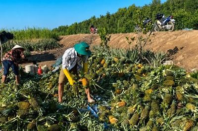 Đồng Tháp: Khóm mất giá, người trồng thấp thỏm