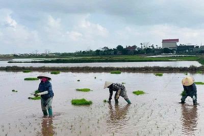 Nỗi lo trước vụ mùa