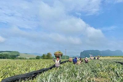 Dứa gai - cây trồng chủ lực ở Ngọc Liên
