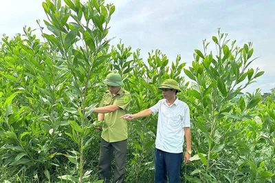 Mở rộng diện tích rừng được cấp chứng chỉ FSC