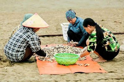 Để vùng nuôi ngao phát triển hiệu quả, bền vững