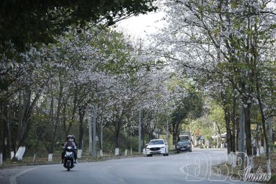 Để những hàng cây kể chuyện của phố