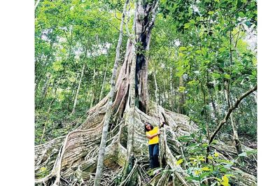 Đánh thức 'viên ngọc xanh' Kon Ka Kinh