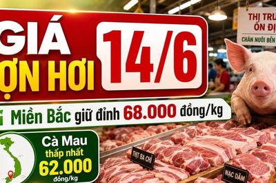 Giá lợn hơi hôm nay 14/6/2026: Miền Bắc giữ đỉnh, miền Trung hạ nhiệt
