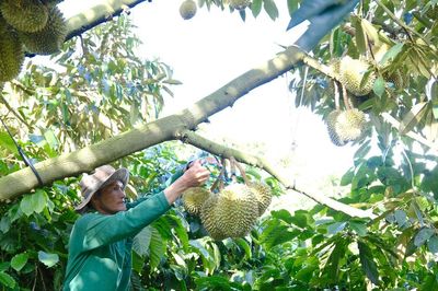 Phát triển sầu riêng bền vững tại Đam Rông