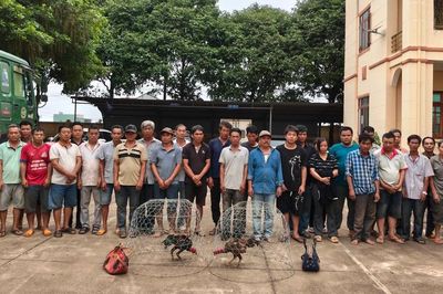 Đột kích sới gà quy mô lớn, bắt giữ 31 đối tượng