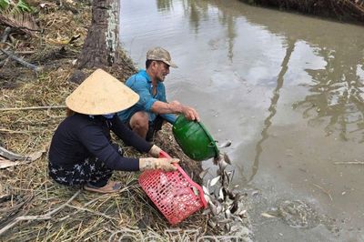 Bảo vệ nguồn lợi cá đồng tự nhiên mùa sinh sản