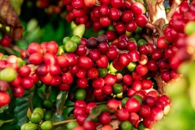 Giá cà phê tăng mạnh, hồ tiêu neo cao, thị trường lúa gạo ổn định
