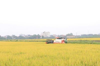 Lúa VietGAP Hà Nội tăng lợi nhuận 15-20%, doanh nghiệp bao tiêu giá cao