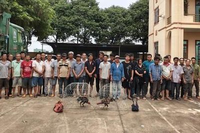 Đột kích trường gà quy mô lớn, bắt giữ 31 đối tượng