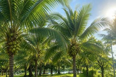 Kinh doanh du lịch kết hợp nông nghiệp hữu cơ: Hướng đi mới cho Suối La Ngâu