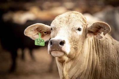 Thịt bò Australia đối mặt thuế nhập khẩu 55% tại Trung Quốc