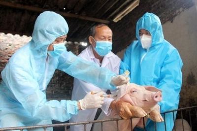 Tăng cường giám sát, ngăn chặn nguy cơ lây lan virus lở mồm long móng serotype A