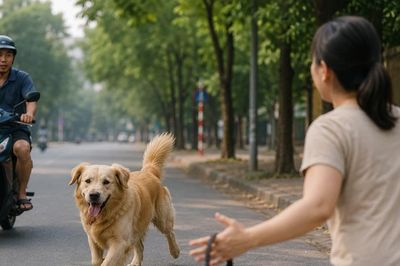 Sắp tới, dắt chó ra đường không đeo rọ mõm, chủ nhân sẽ bị phạt tới 2 triệu đồng