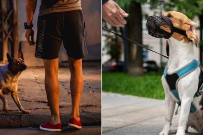 'Chó nhà tôi không cắn đâu': Có con chó nào thực sự không bao giờ cắn người?