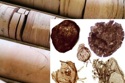 Đào mỏ, loạt sinh vật từ thế giới 1,7 tỉ năm trước lộ diện