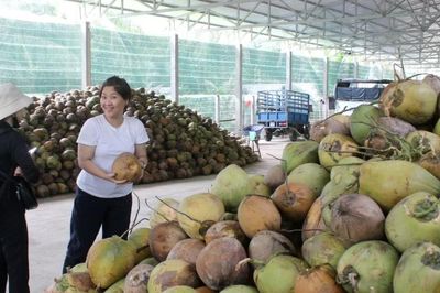 Giá dừa tươi tăng vọt nhờ nắng nóng và xuất khẩu khởi sắc
