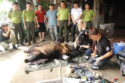 Ba cá thể gấu ngựa 'khủng' được giải cứu về Vườn quốc gia Bạch Mã