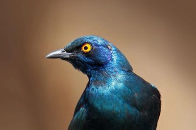 Bộ lông đổi màu kỳ ảo của loài chim 'viên ngọc sống' châu Phi