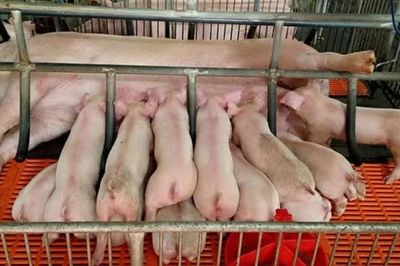 Giá heo hơi hôm nay 15/6: Thị trường lặng sóng, dao động trong khoảng 62.000 - 68.000 đồng/kg